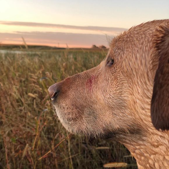 Meet your Posher, Dan - Picture 1 of 1